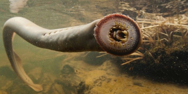 A lamprey with sucker attached to a window, shows rows of teeth.