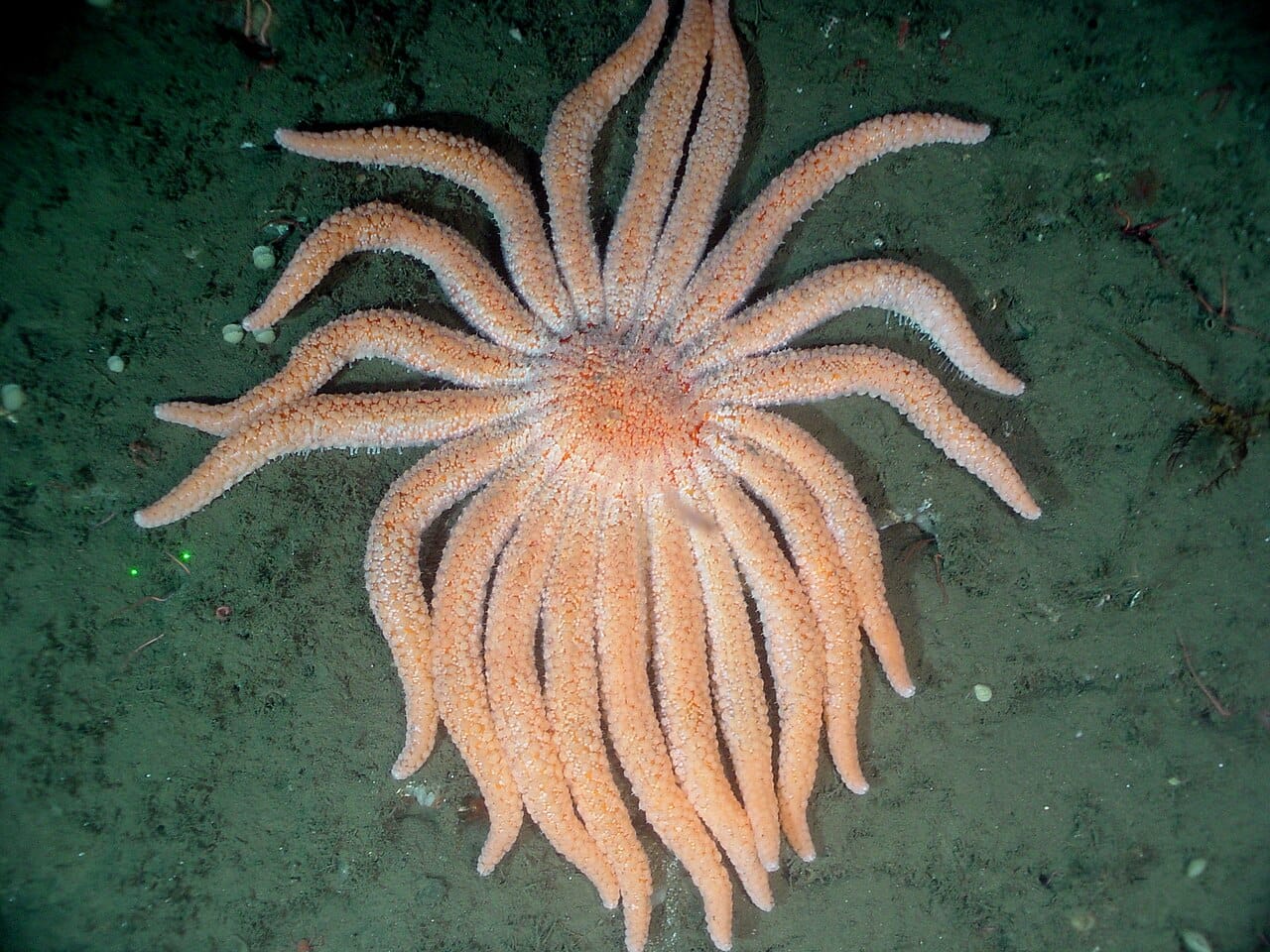 A large, peach-colored sunflower star with a dozen arms sits on the seafloor.