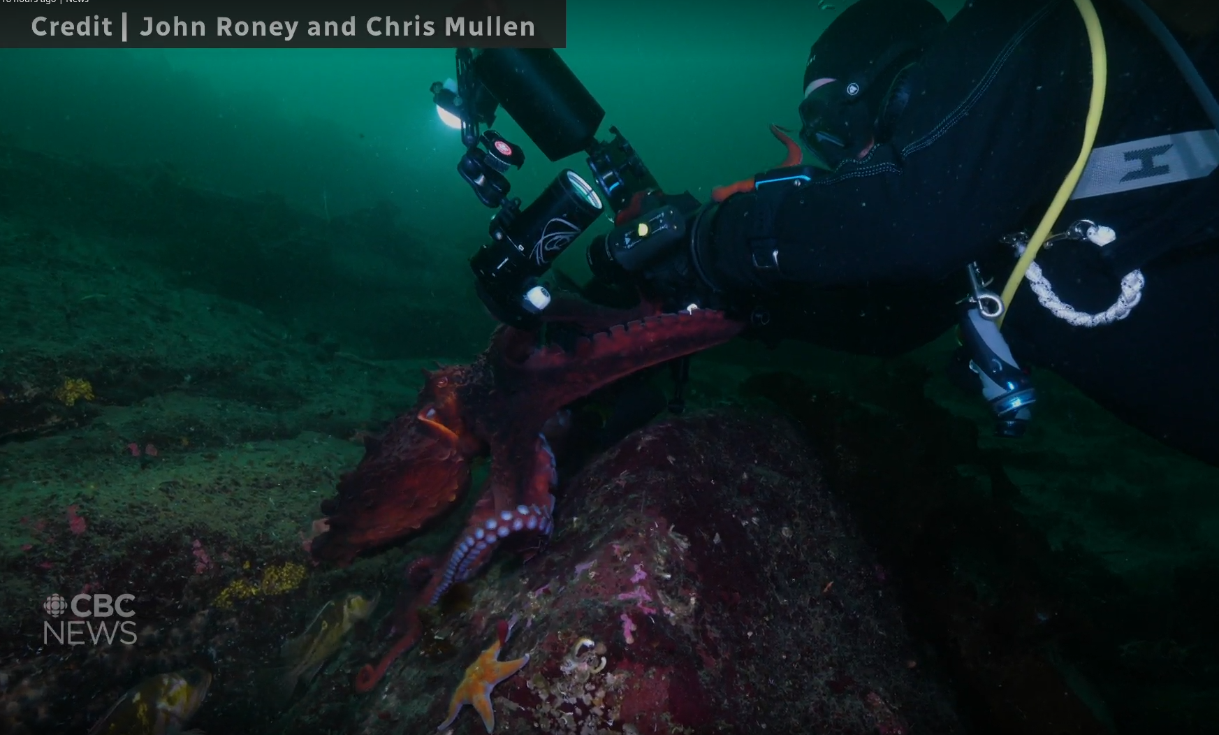 A brilliant red octopus entangles its arms around a video camera as a diver looks on.