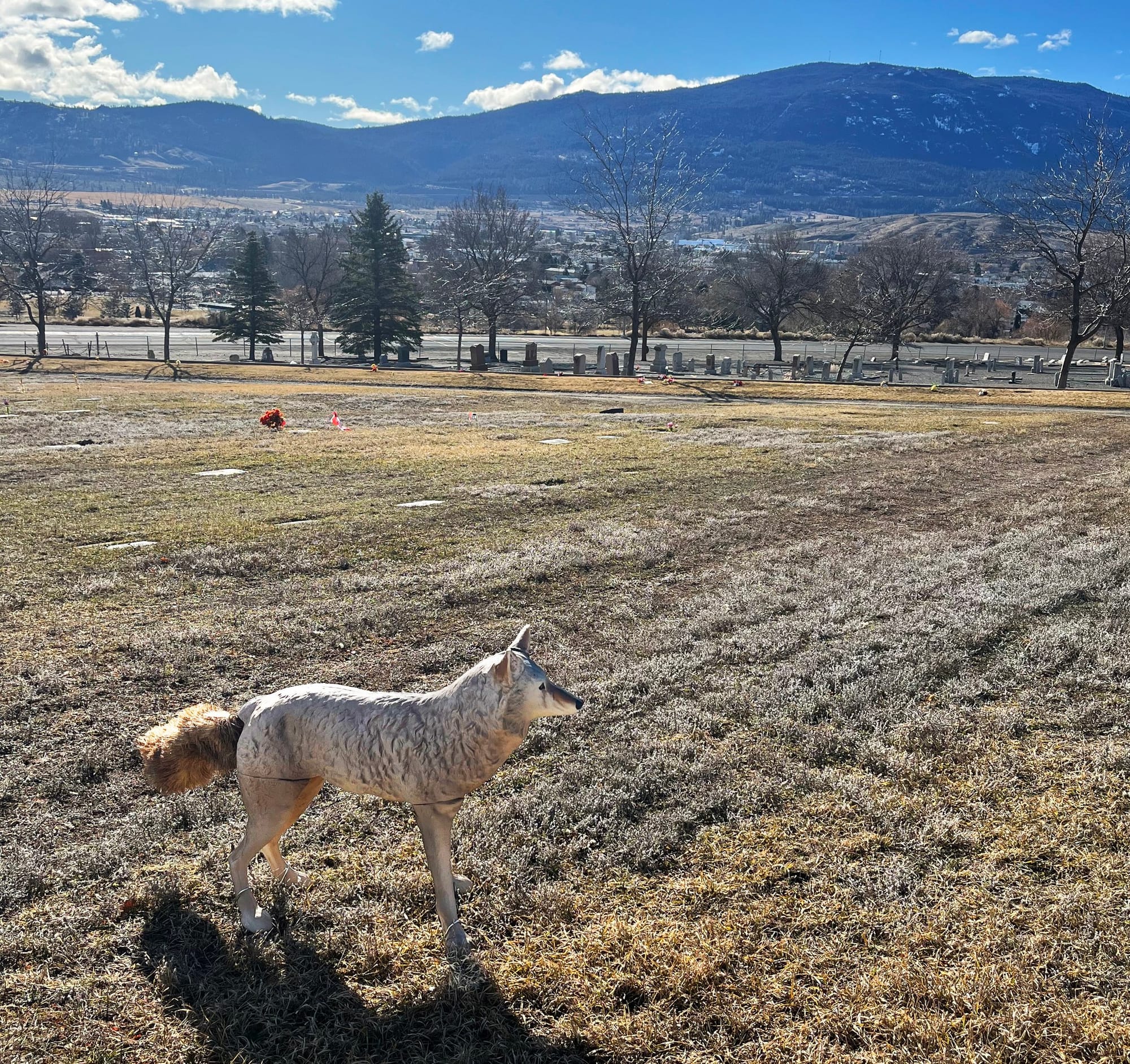 A statue of a coyote stands in a wide cemetery with dry grass and a town and forested mountains in the background.