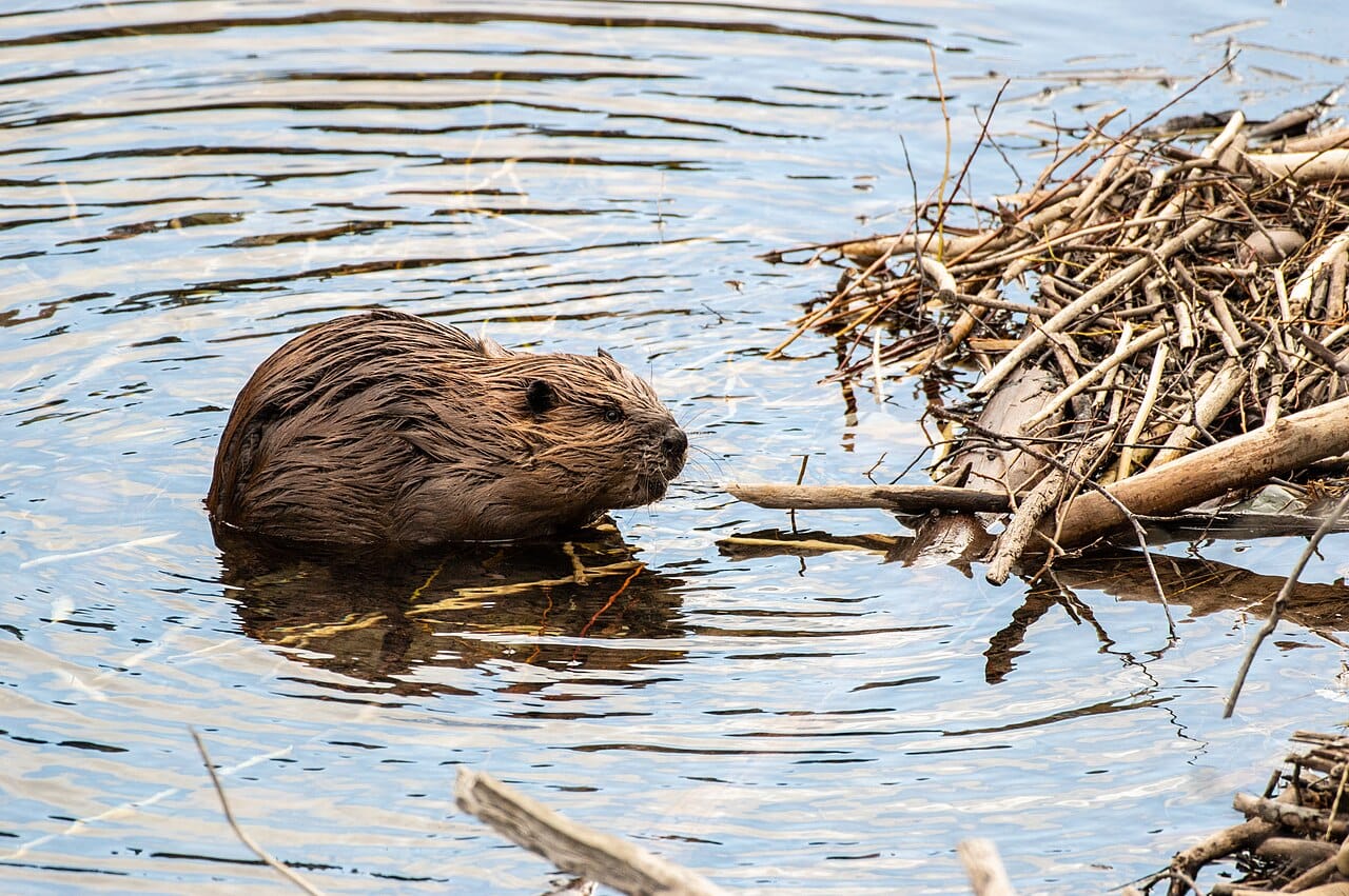 A beaver in a pond approaches a dam made of twigs