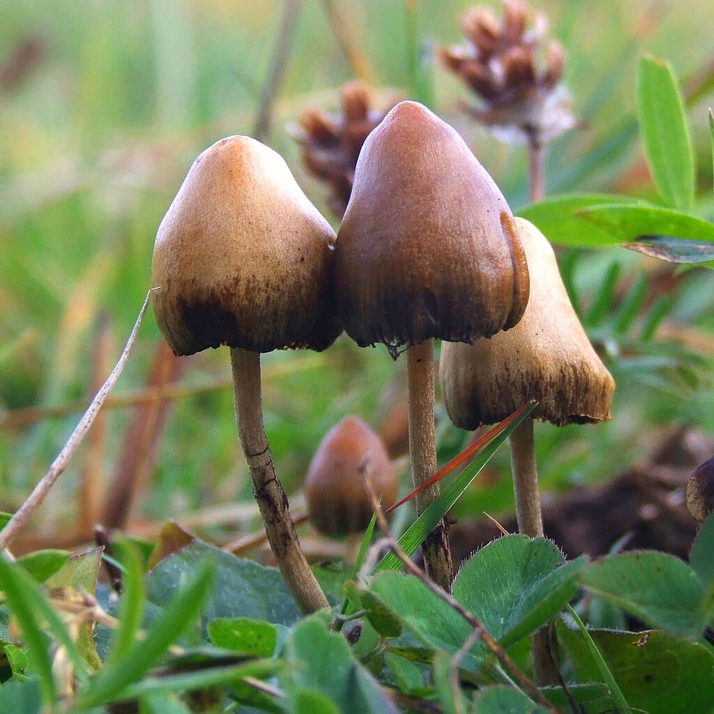 magic mushrooms growing in the wild