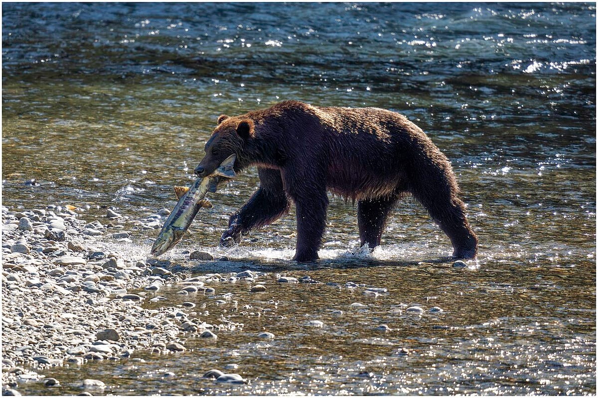 A grizzly bear holds a salmon in its mouth as it walks on the rocky shore of a river.