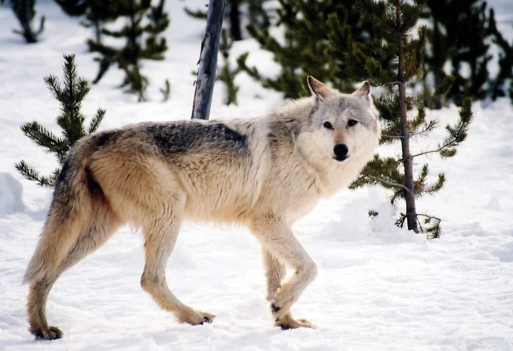 A wolf with a white-gray coat walks in the snow, turning to look behind it.