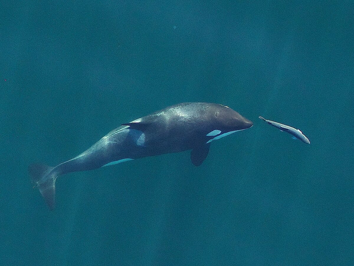 Seen from above, an orca whale pursues a chinook salmon in clear water.