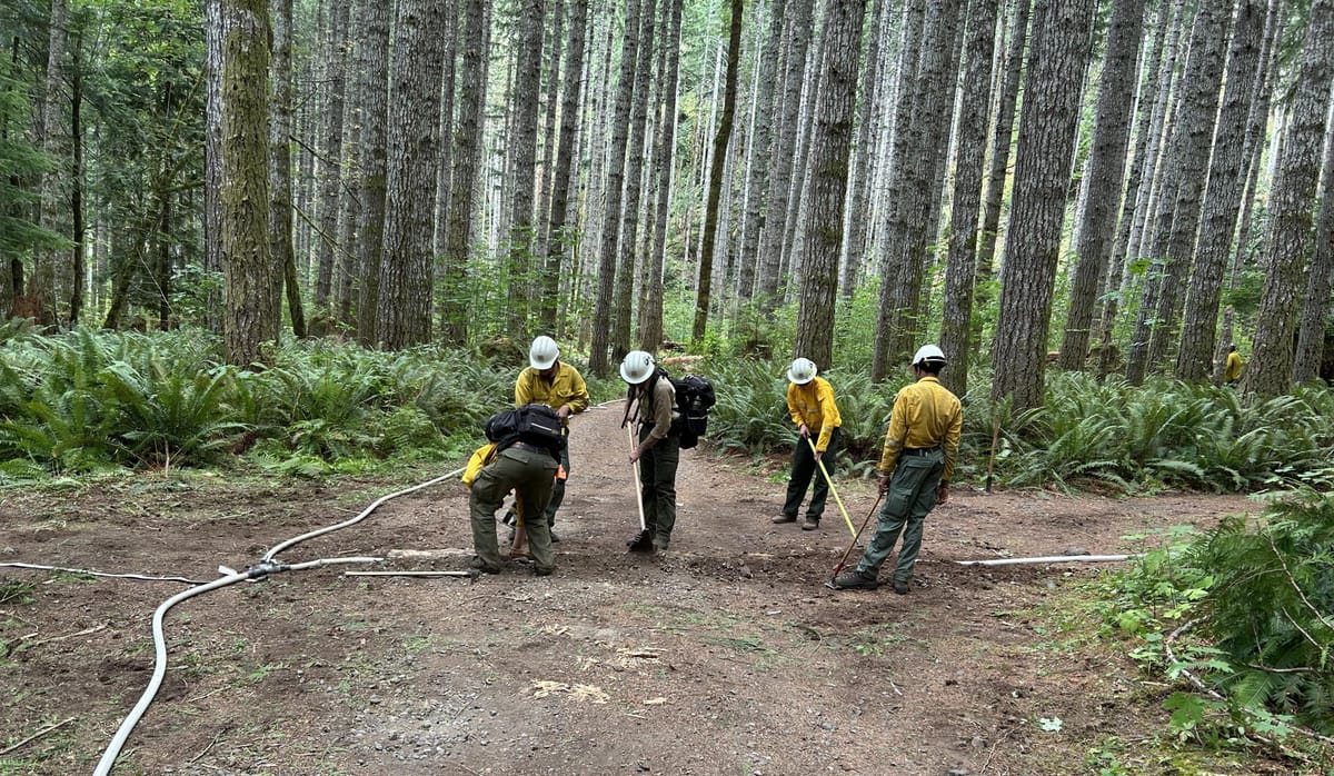 Five firefighters wearing helmets and bright yellow work clothes in a forest of evergreens lay down hoses and bury them under dirt.