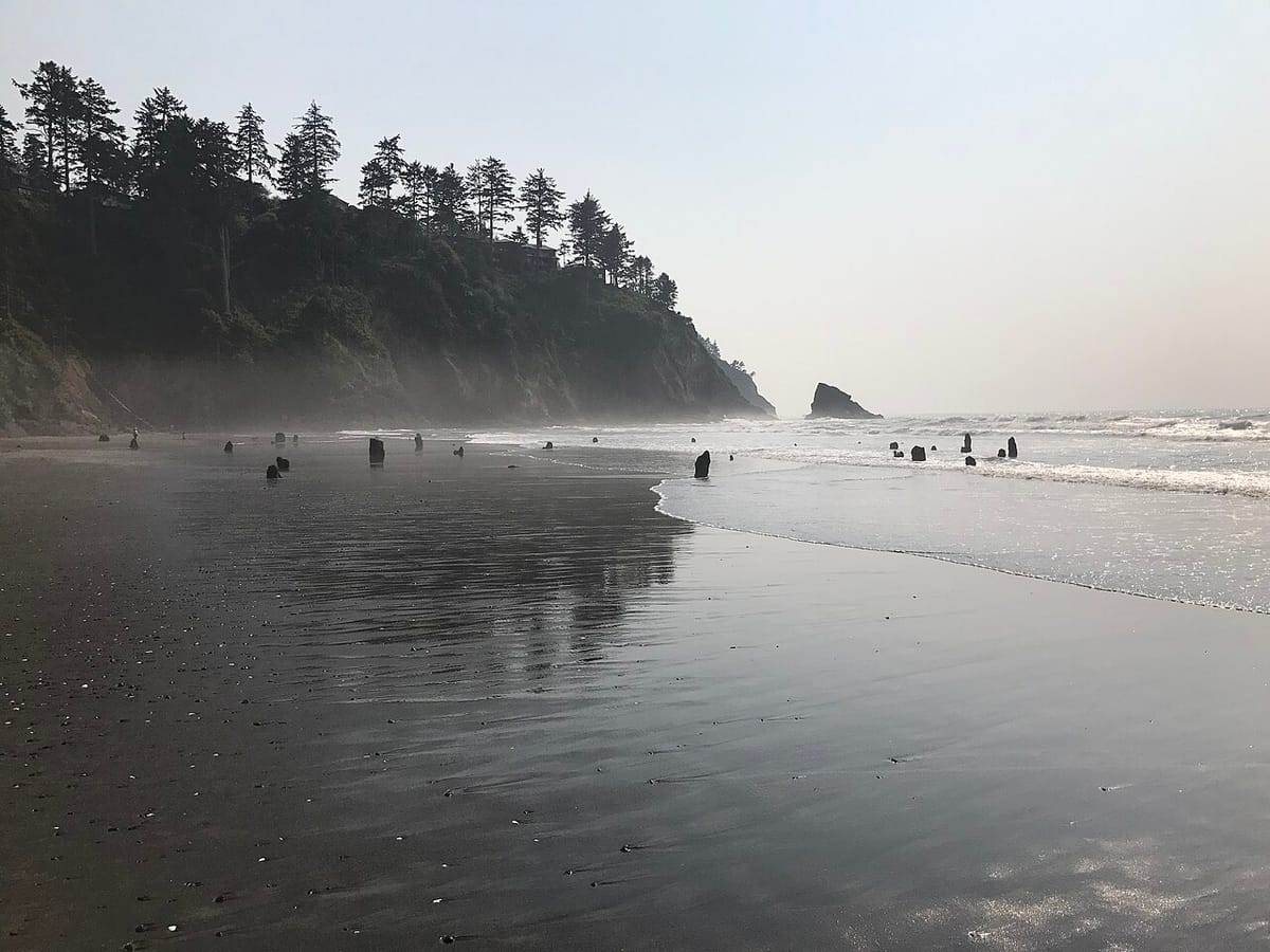 On a Pacific beach with a tree-covered headland in the background and small waves coming in, a collection of several dozen ancient stumps can be seen.