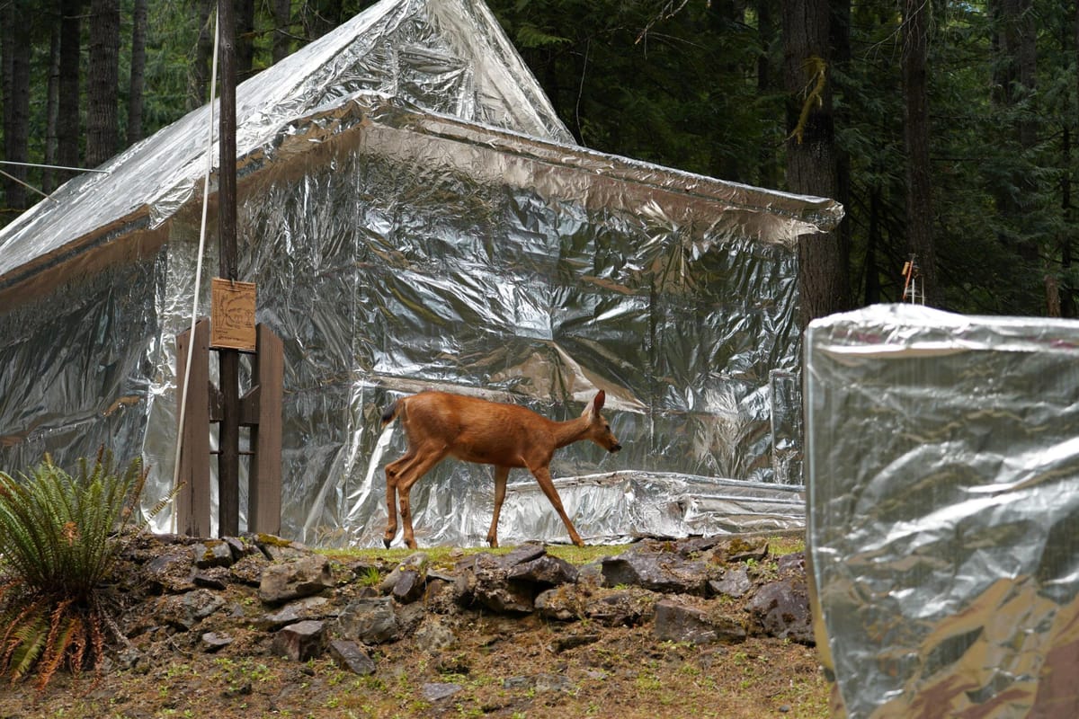 A deer walks in front of a small structure completely wrapped in shiny mylar foil.