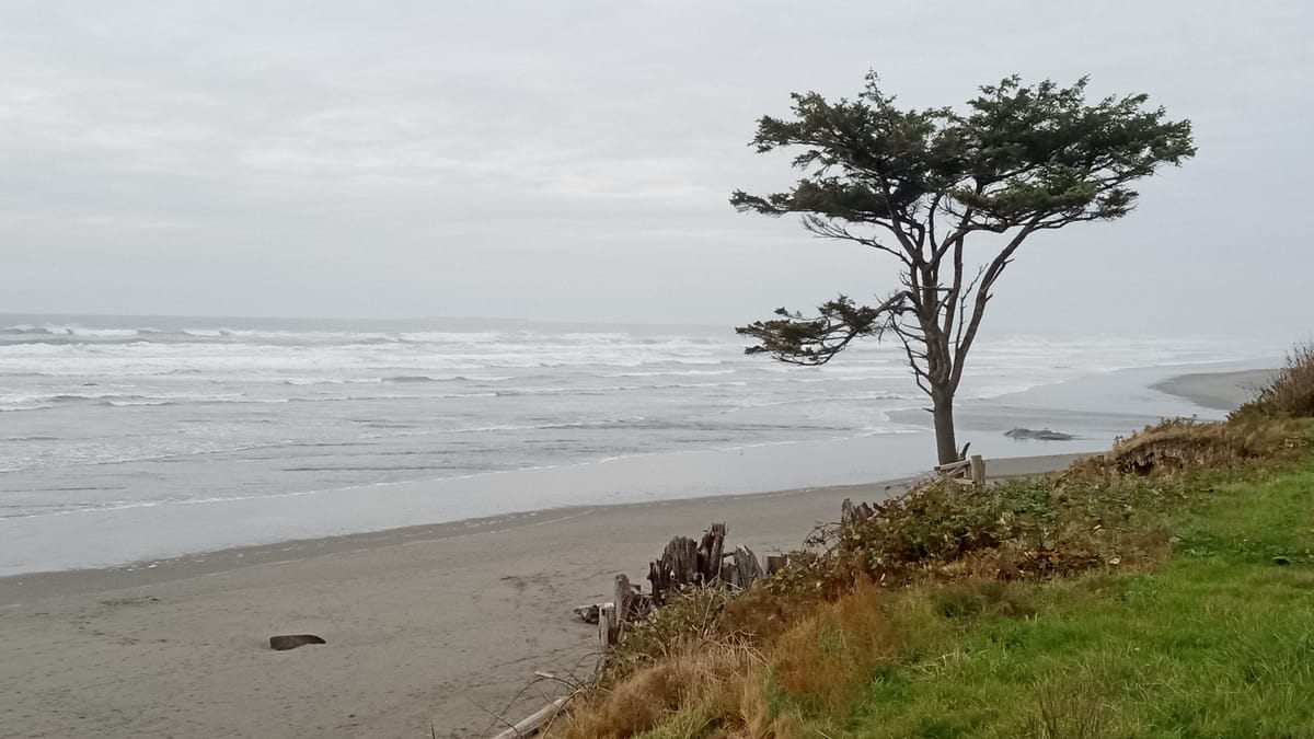 A cloudy day on the Pacific Coast with waves coming in and a single, wind-beaten Sitka spruce above it all on a grassy hill above the sandy beach.