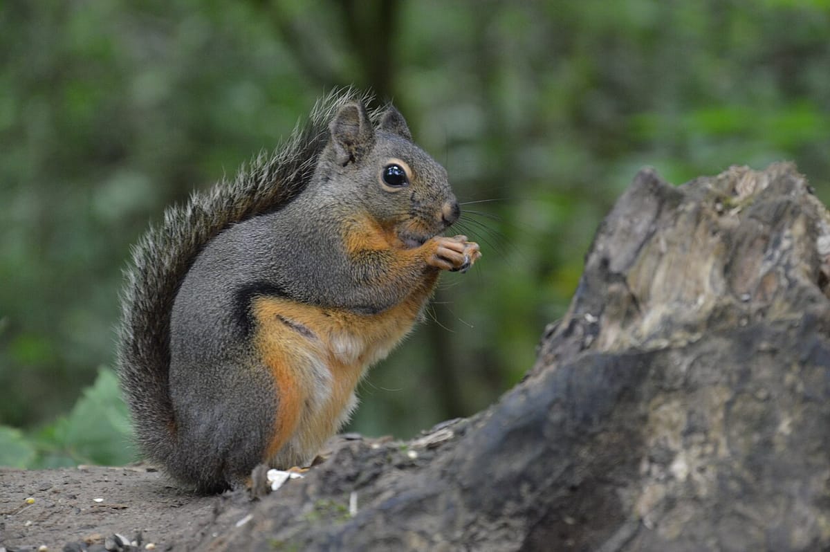 A squirrel, with a gray coat and rust-colored belly, eats tree cones.