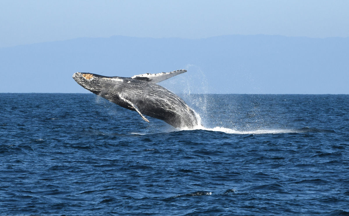 A humpback whale breaches out of the Pacific Ocean.