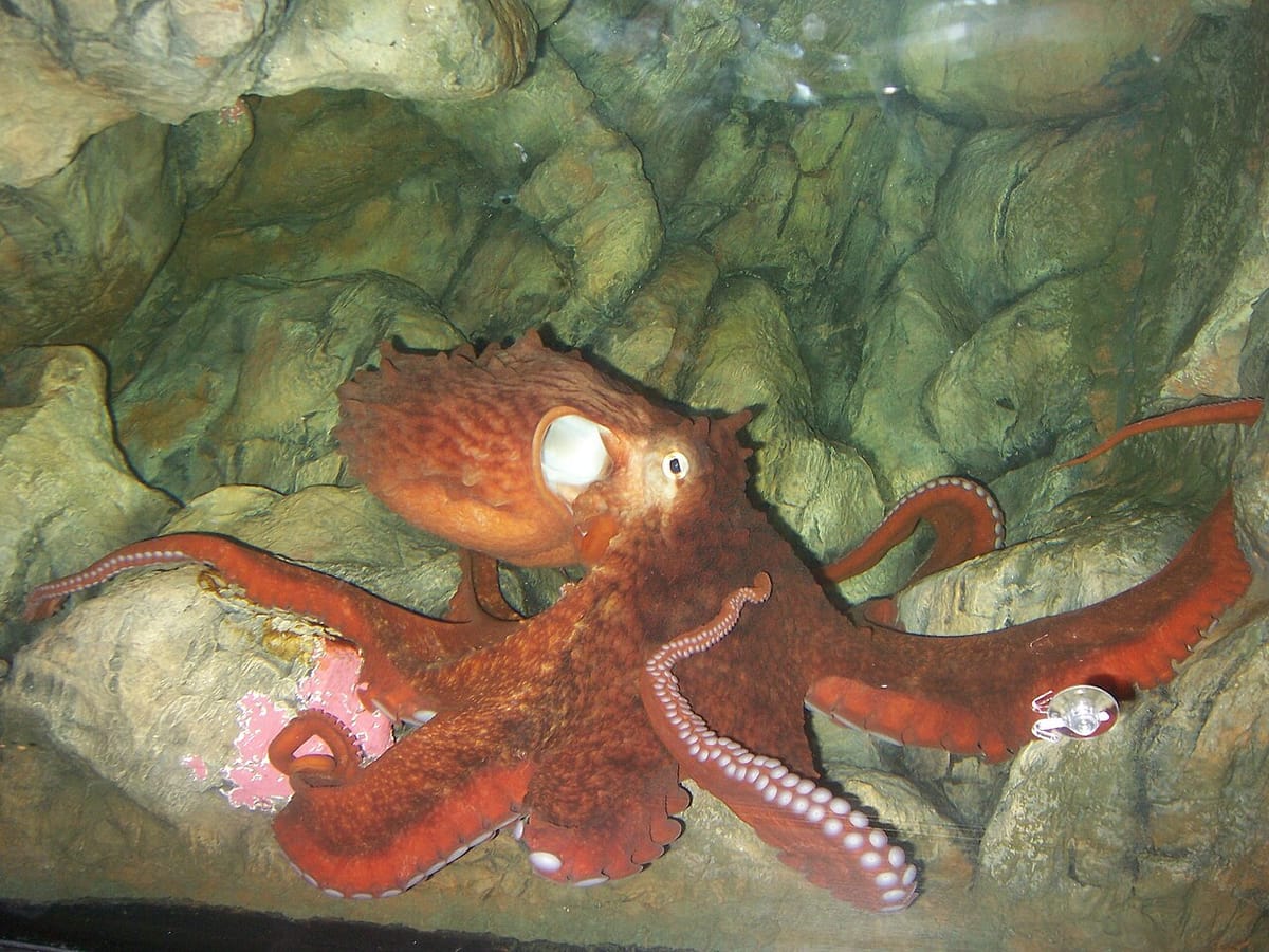 A large red octopus in an aquarium tank.