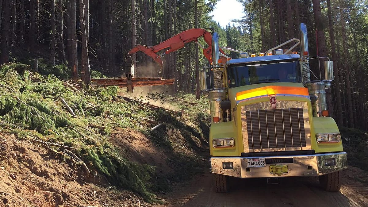A logging truck fitted with a grab hook lifts a freshly cut log into the truck.