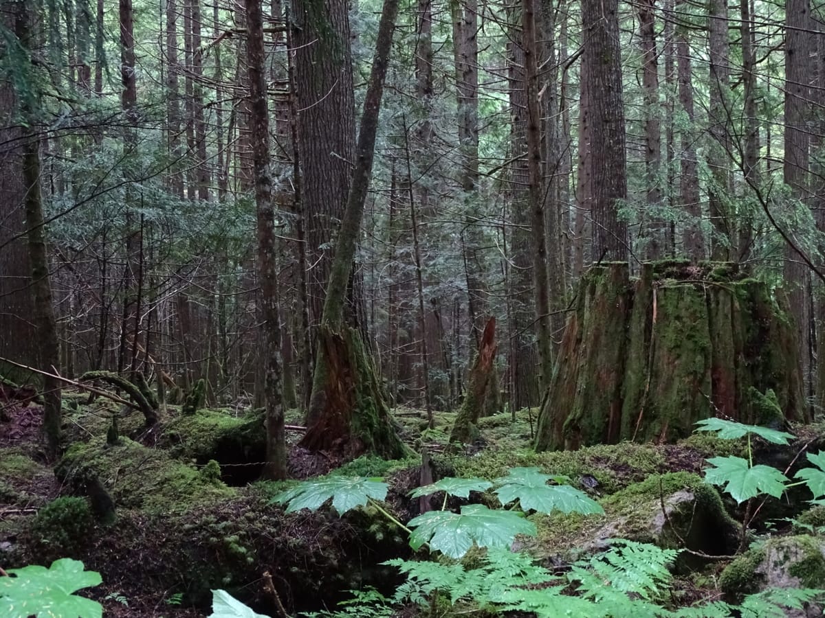 A dark, mossy forest with wet devil's club and ferns in the foreground.
