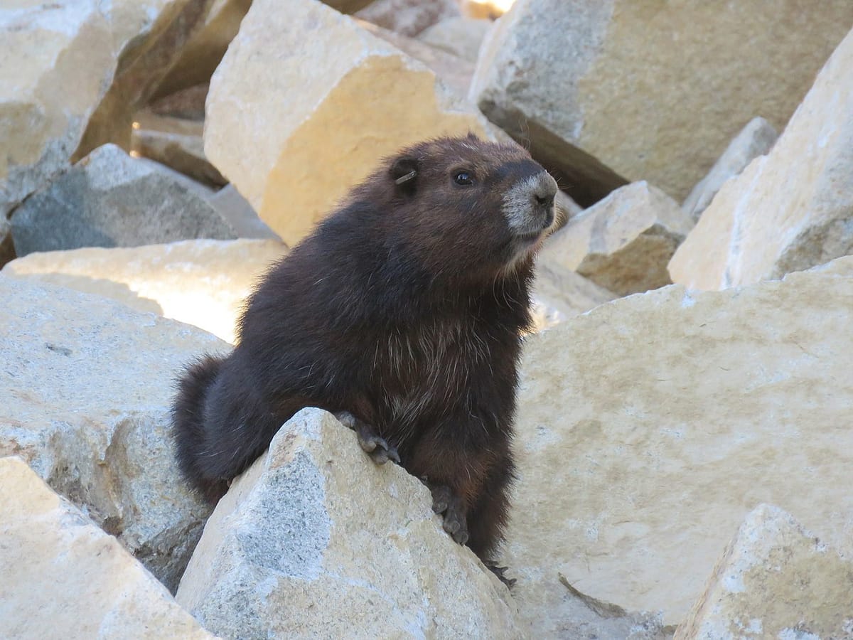 Cascadia today: Idaho's cruel anti-trans law + Portland mayor dismisses homeless data + Vancouver Island marmots rebound