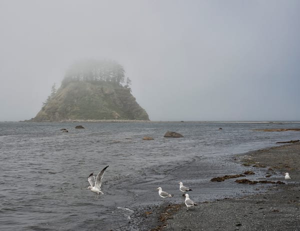 A view of the pyramid of Tskawahyah Island as from Cape Alava, with seagulls looking for food in the low surf of the Pacific Ocean.