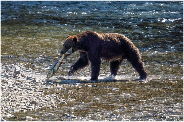 A grizzly bear holds a salmon in its mouth as it walks on the rocky shore of a river.
