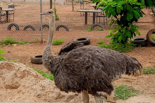 An ostrich stands in front of a chain link fence among discarded car tires.