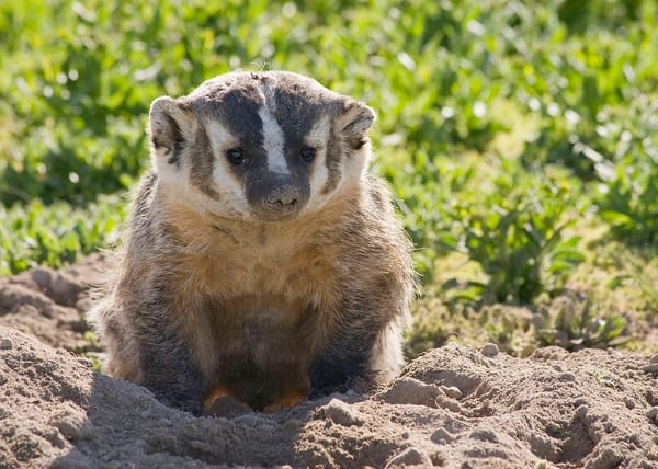 An American badger looks out of a burrow.