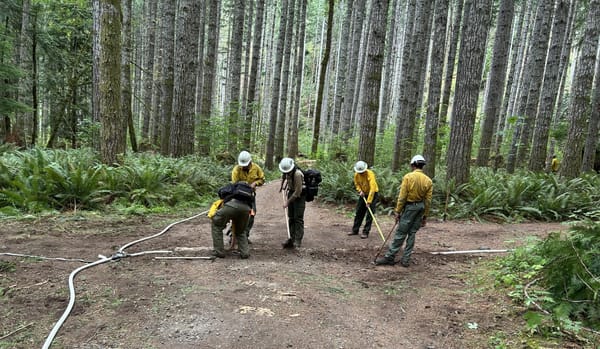 Five firefighters wearing helmets and bright yellow work clothes in a forest of evergreens lay down hoses and bury them under dirt.