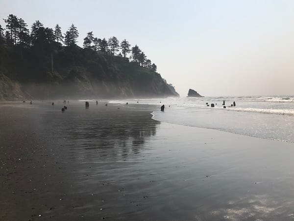 On a Pacific beach with a tree-covered headland in the background and small waves coming in, a collection of several dozen ancient stumps can be seen.