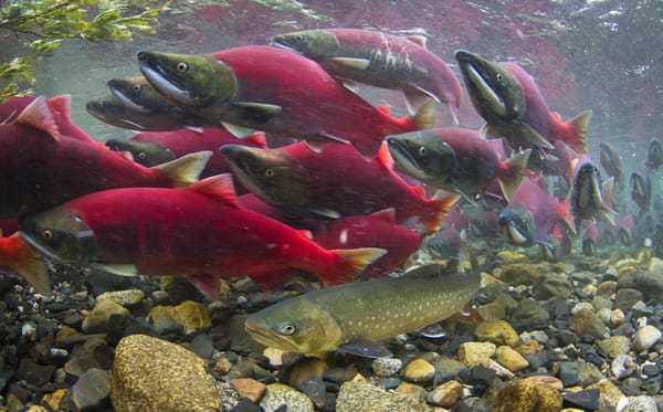Dozens of bright red sockey salmon swim underwater, with a lone Arctic char, a gray-green fish, in the foreground.