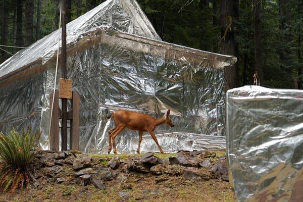 A deer walks in front of a small structure completely wrapped in shiny mylar foil.