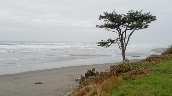 A cloudy day on the Pacific Coast with waves coming in and a single, wind-beaten Sitka spruce above it all on a grassy hill above the sandy beach.