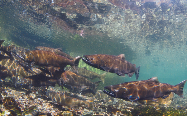 A group of chinook salmon swims underwater.