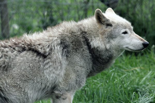 A wolf, with gray, slightly shaggy coat looks to the right.