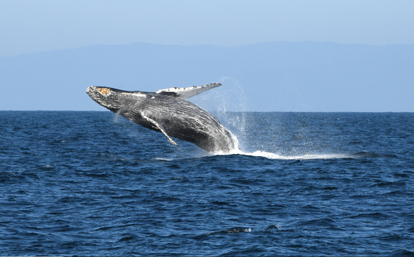 A humpback whale breaches out of the Pacific Ocean.