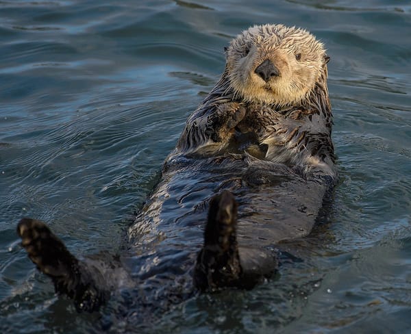 A sea otter swims on its back 