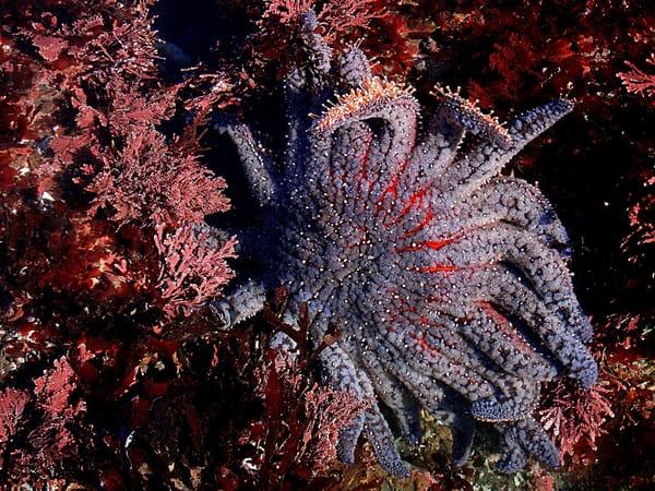 A purpled sunflower seastar with at least twenty legs moving among seaweed in a tidepool