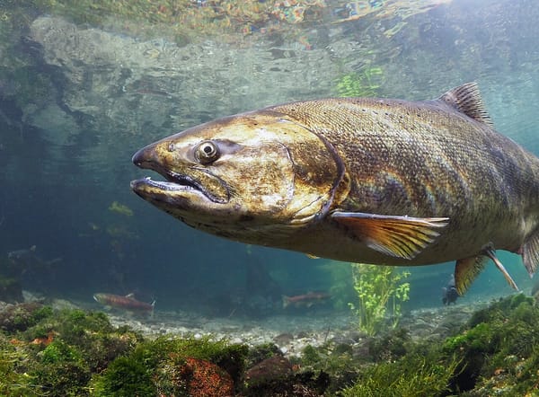 A shiny, tired looking chinook salmon is seen under shallow waters.