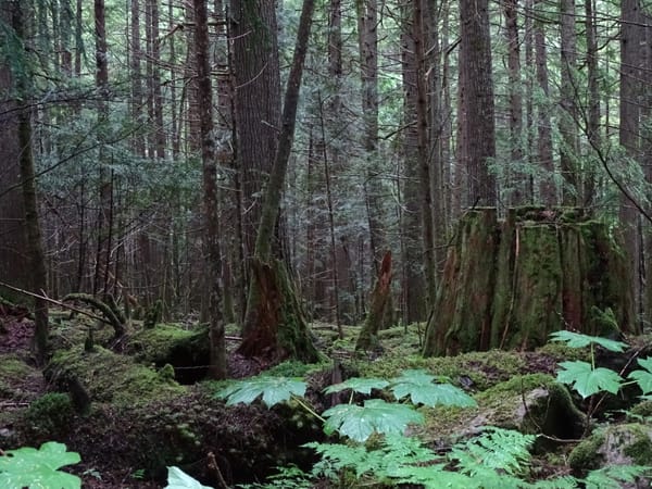 A dark, mossy forest with wet devil's club and ferns in the foreground.